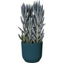 elho vibes fold rund 14 cm - tiefes blau