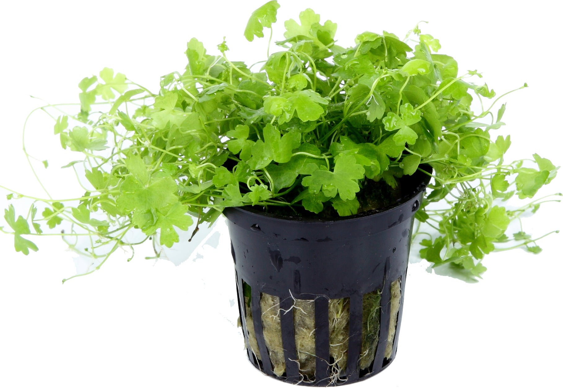 Tropica Hydrocotyle tripartita - 1 Stk