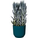 elho vibes fold rund mit Rollen 35 cm - tiefes blau