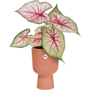 elho vibes fold coupe 14 cm - zartrosa