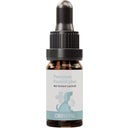 CBD Hanföl für Hunde - 10 ml