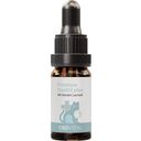 CBD Hanföl für Katzen - 10 ml