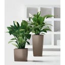 Lechuza Pflanzgefäß CUBE Premium 40 - Taupe Hochglanz