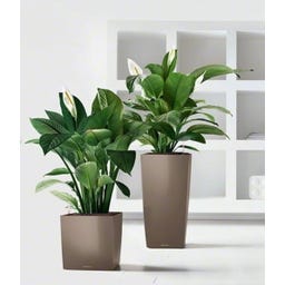 Lechuza Pflanzgefäß CUBE Premium 40 - Taupe Hochglanz