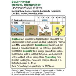 AUSTROSAAT Trichterwinde 