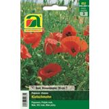 AUSTROSAAT Klatschmohn