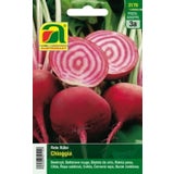 AUSTROSAAT Rote Rübe "Chioggia"