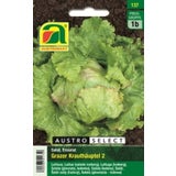AUSTROSAAT Eissalat Grazer Krauthäuptel 2
