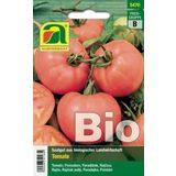 AUSTROSAAT BIO Tomate "Berner Rose"