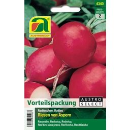 AUSTROSAAT Radies „Riesen von Aspern“ - 1 Pkg