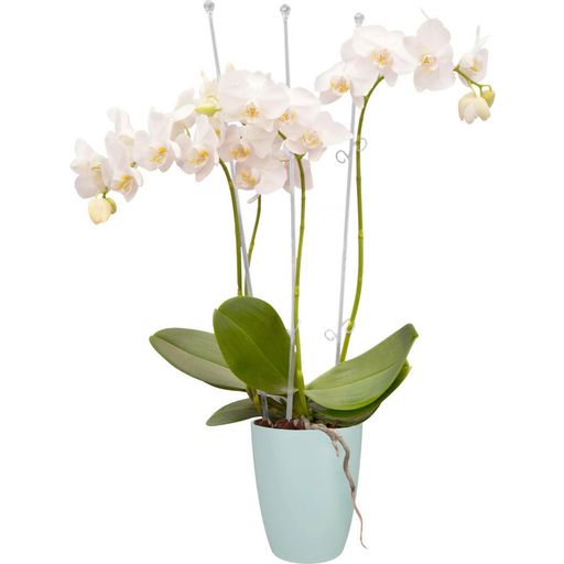 elho orchideco elegance