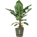 elho greenville Topf rund 47 cm - laubgrün