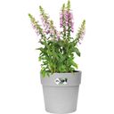 elho vibia straight rund 30 cm - living concrete