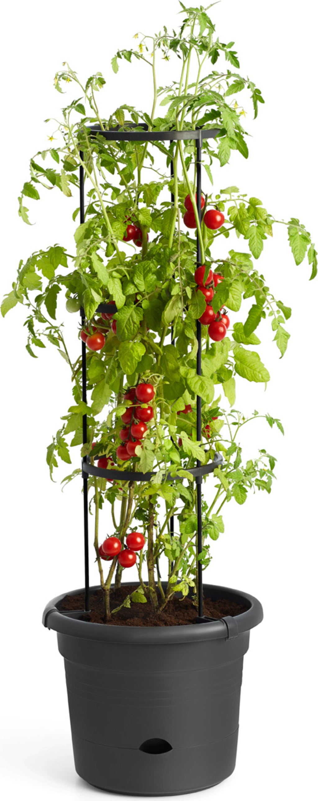 elho green basics Tomatentopf 33 cm