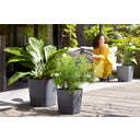 elho greensense aqua care quadrat 38 cm - holzkohlengrau