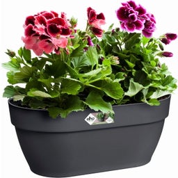 elho vibia campana wandampel 35 cm - anthrazit