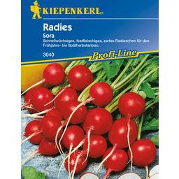 Kiepenkerl Radies 