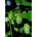 Life Light Alpensegen Hopfen - 50 ml