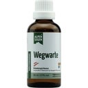 Life Light Alpensegen Wegwarte - 50 ml