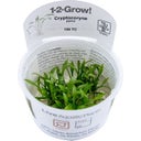 Cryptocoryne parva CUP