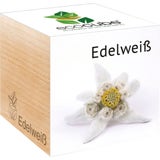 Feel Green ecocube "Edelweiß"