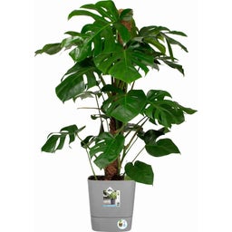 elho greensense aqua care quadrat 30 cm - light beton