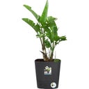 elho greensense aqua care quadrat 38 cm - holzkohlengrau