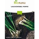 Bionana Bio Lauchzwiebel „Pompei“ - 1 Pkg