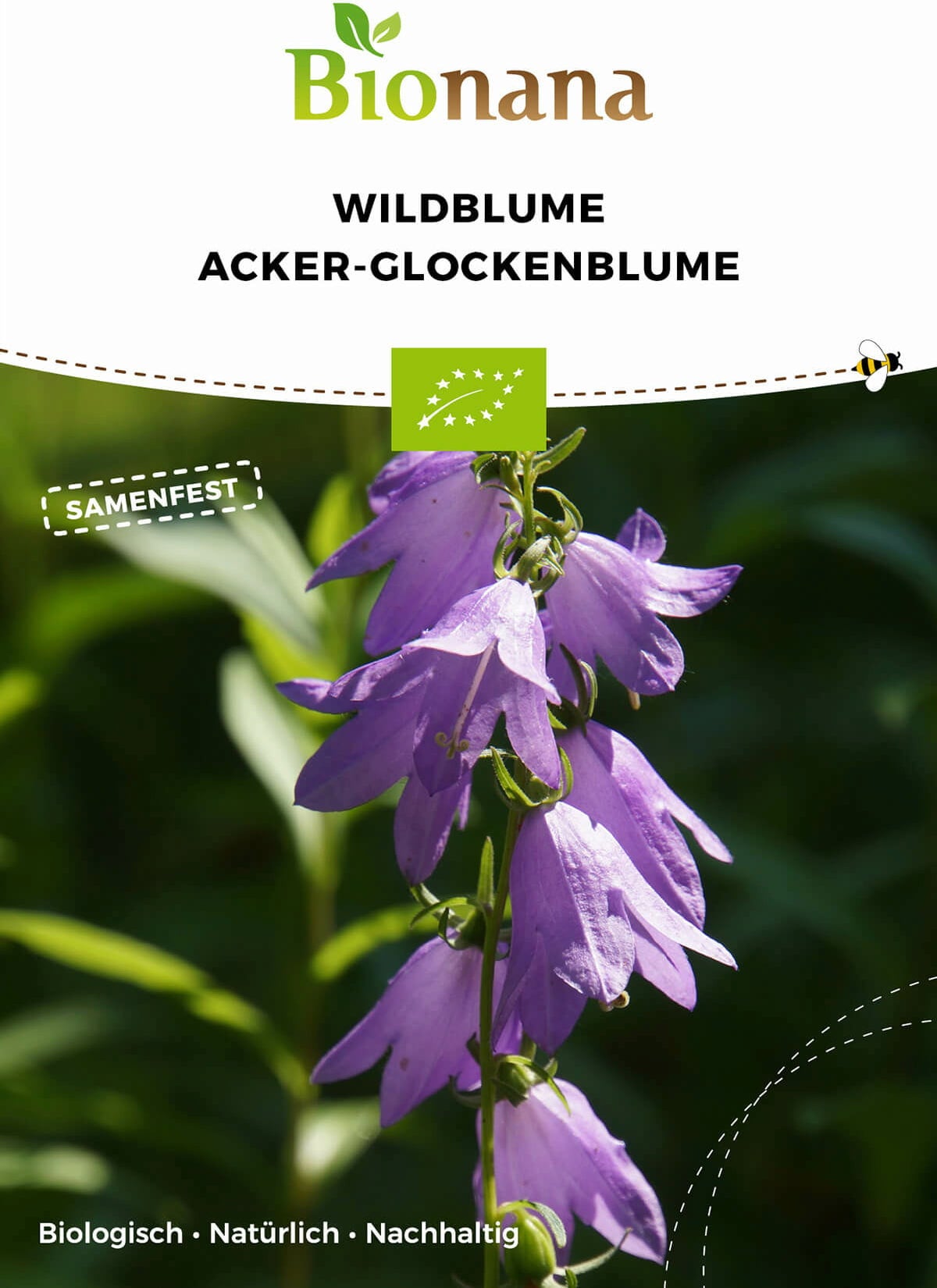 Bio Wildblume Acker-Glockenblume