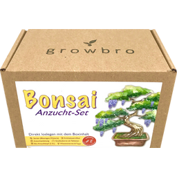 growbro Bonsai "Wisteria" Anzucht-Set
