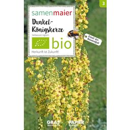 Samen Maier Bio Wildblume Dunkel-Königskerze