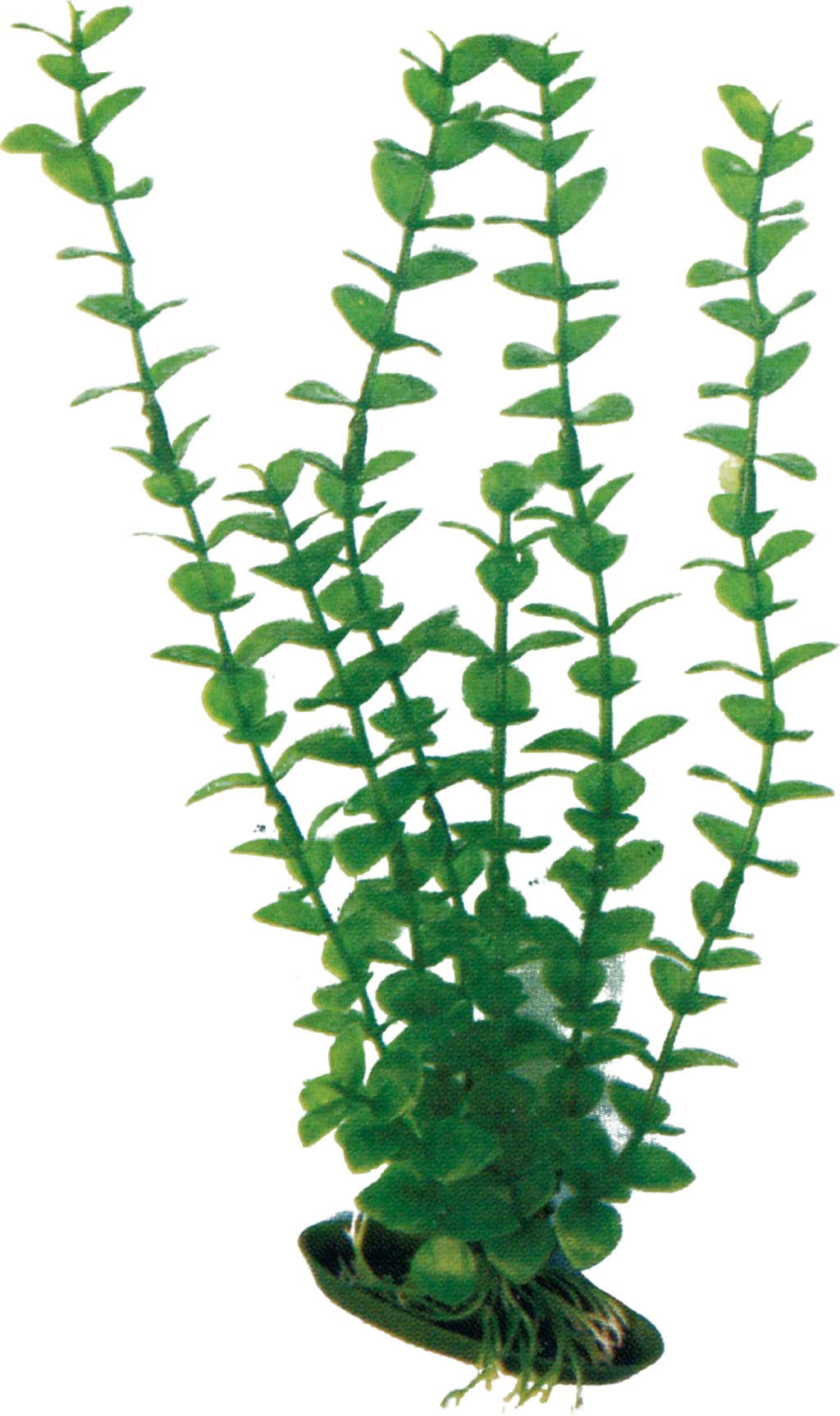 Amtra Kunststoff Aquariumpflanze Rotala