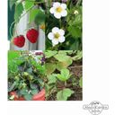 Magic Garden Seeds Alte Erdbeersorten - Samenset - 1 Set