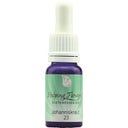 Nr. 23 Johanniskraut, 10 ml