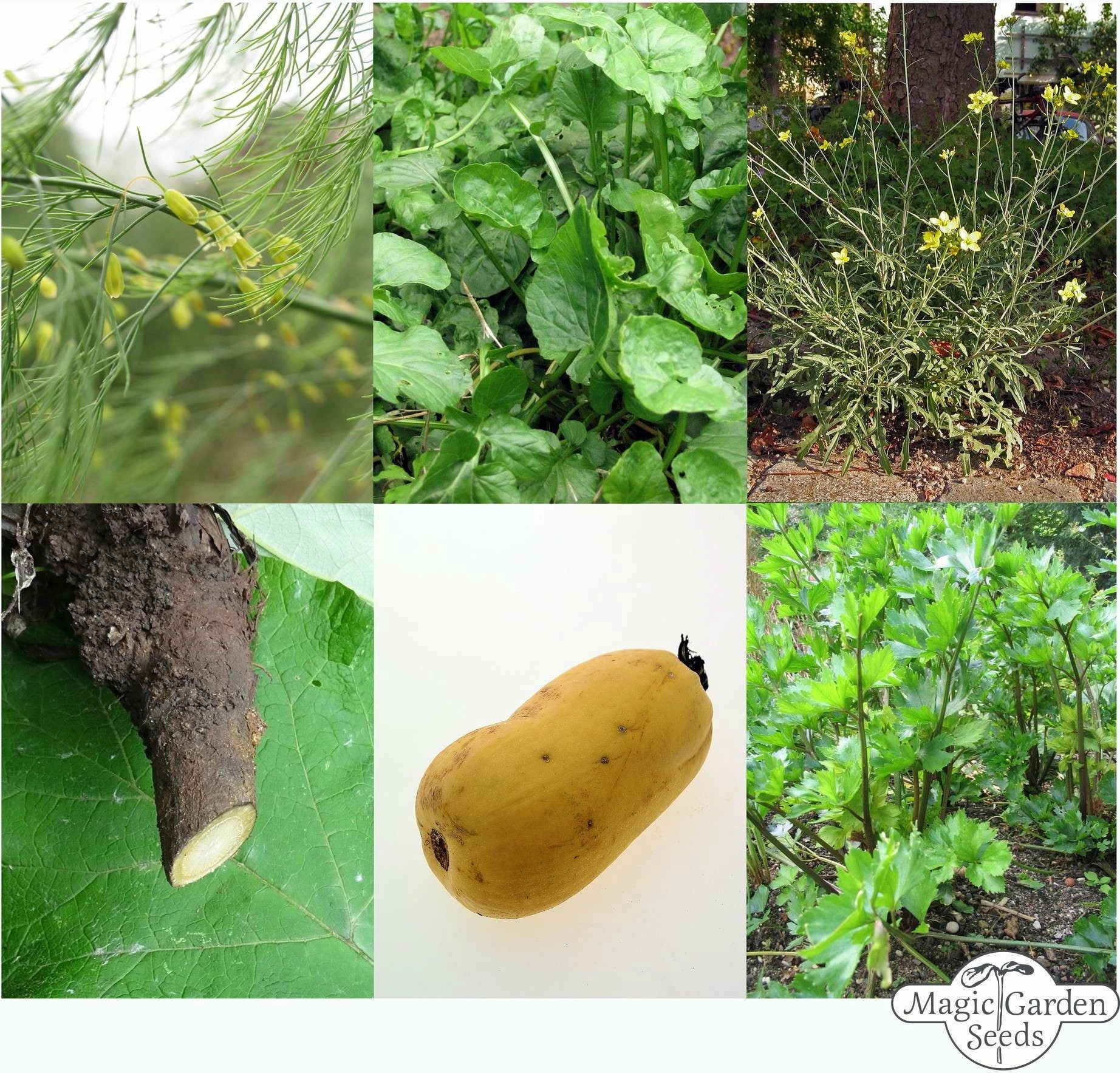 Magic Garden Seeds Paleo - Samenset - 1 Set