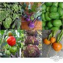 Magic Garden Seeds Gemüsesamen-Set für den Balkon - 1 Set
