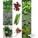 Magic Garden Seeds Super Foods - Samenset - 1 Set