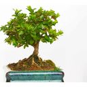 Own Grown Bonsai Bäume 8er Saatgut-Set - 1 Set