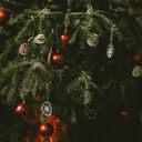 Own Grown Weihnachtsbaum-Anzuchtset - 1 Set