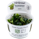 Tropica Bucephalandra pygmaea 'Bukit Kelam' CUP - 1 Stk