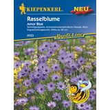 Kiepenkerl Rasselblume Amor Blue