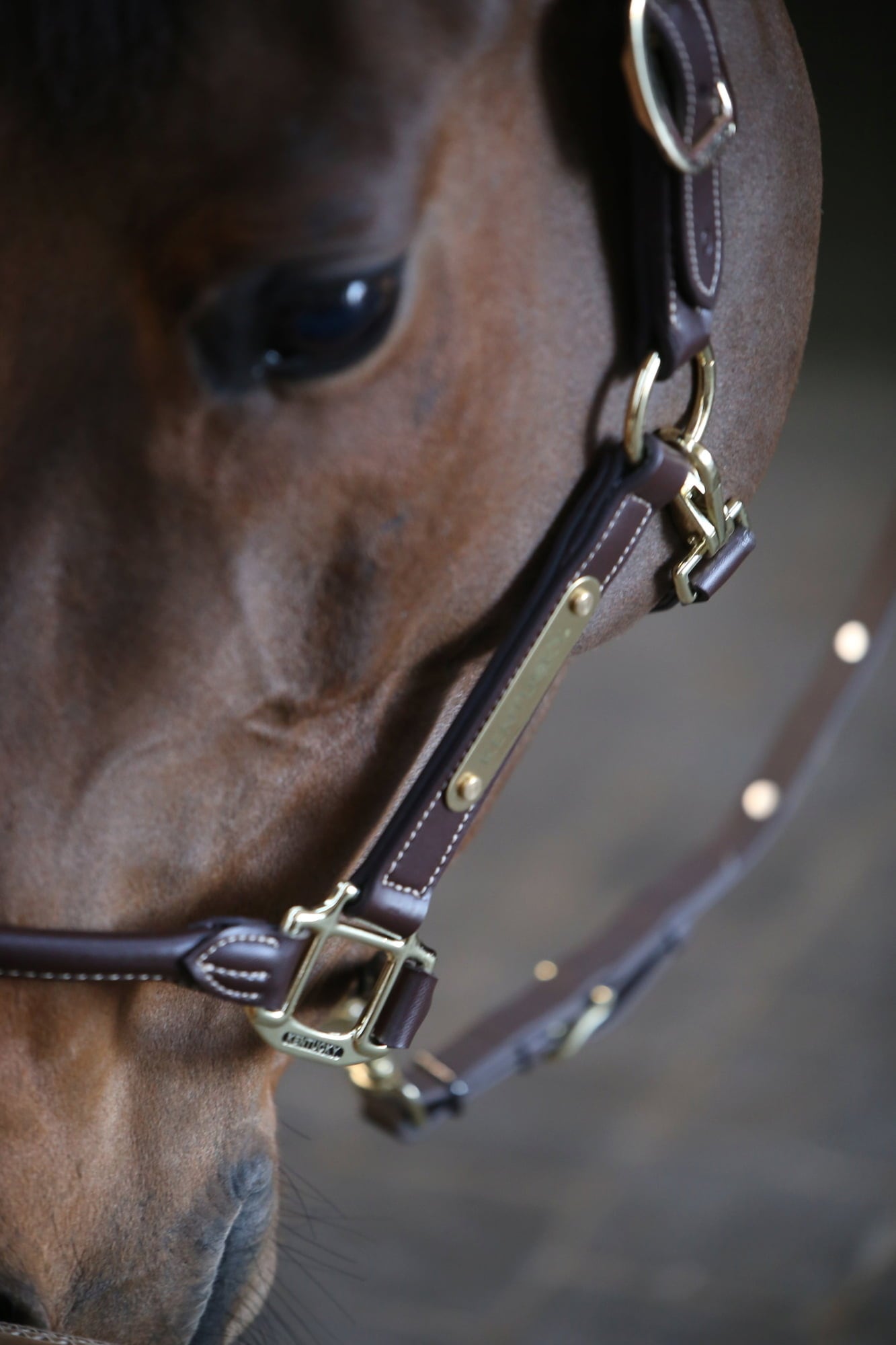 Kentucky Horsewear Lederhalfter 