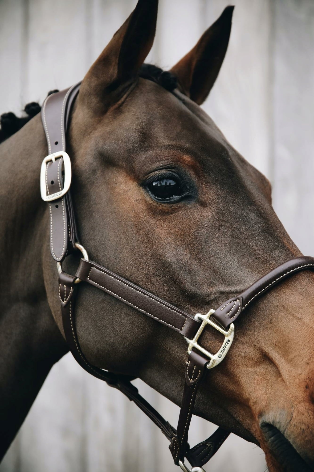 Kentucky Horsewear Lederhalfter 