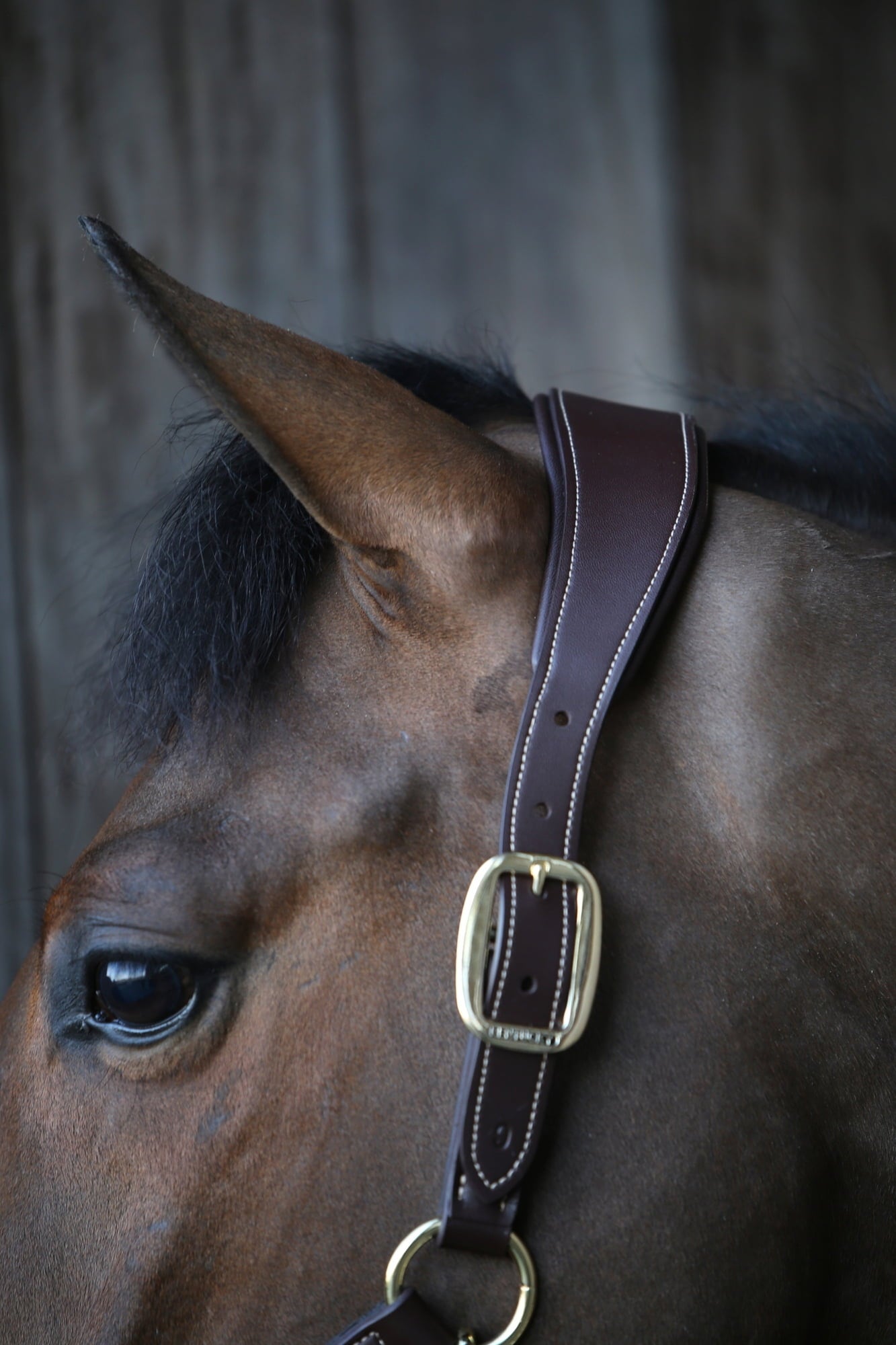 Kentucky Horsewear Lederhalfter 
