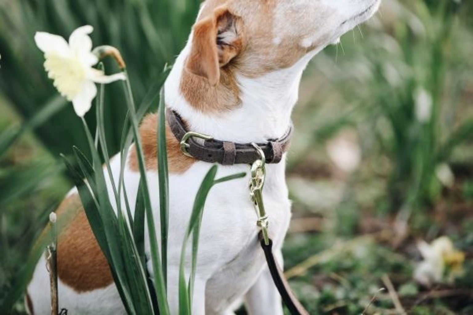 Kentucky Dogwear Hundehalsband 