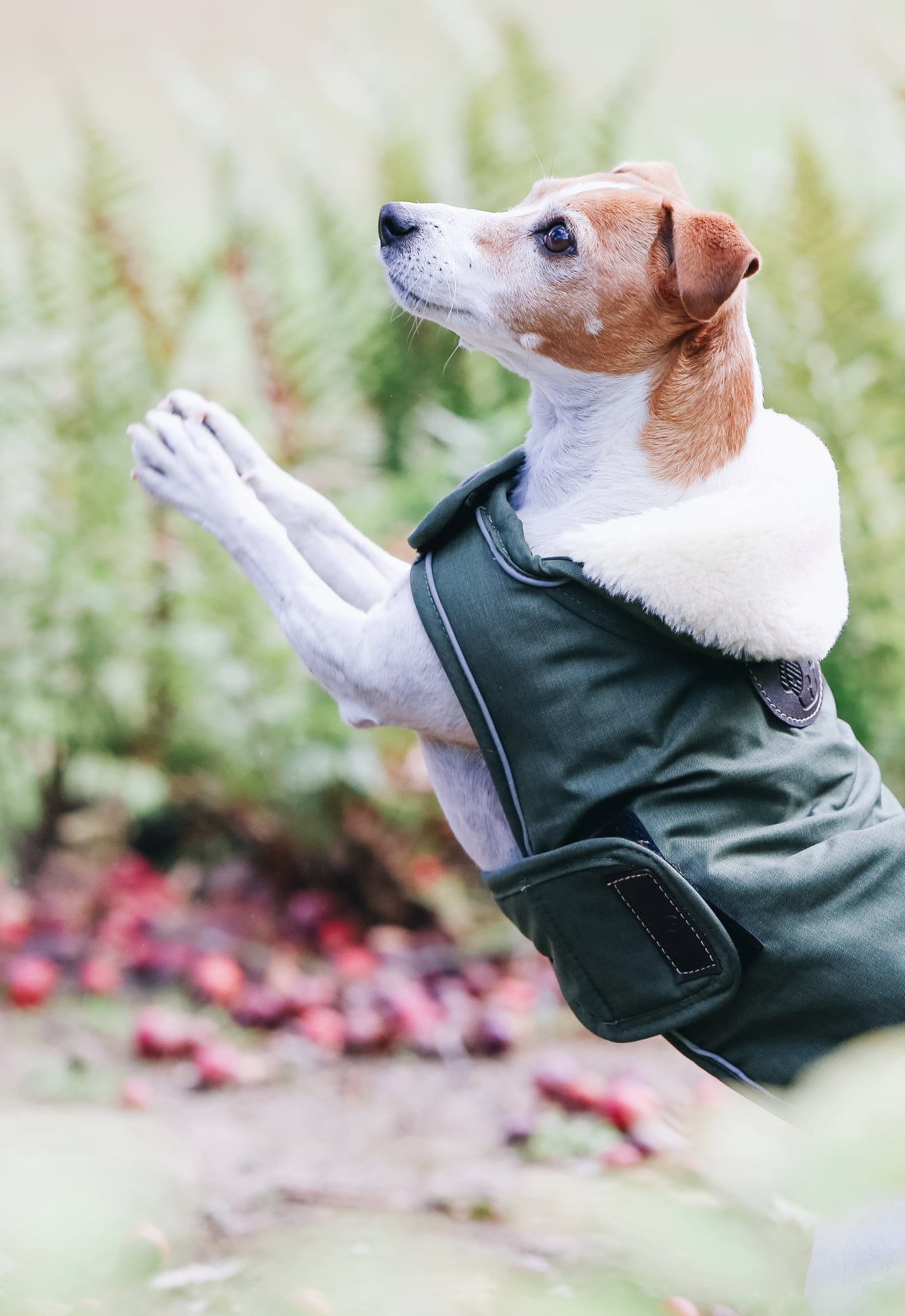Kentucky Dogwear Hundemantel wasserdicht 300g olivgrün