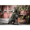 Kentucky Dogwear Hundemantel wasserdicht 300g olivgrün