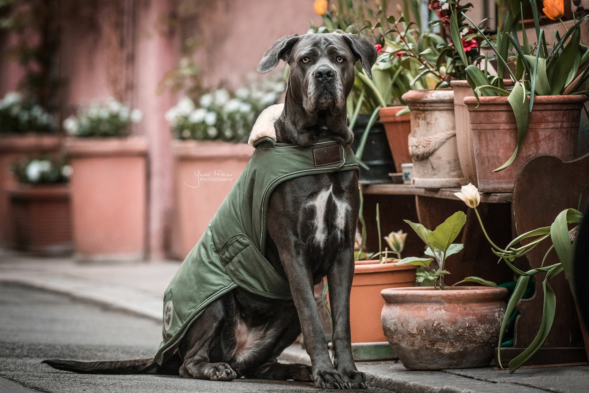 Kentucky Dogwear Hundemantel wasserdicht 300g olivgrün