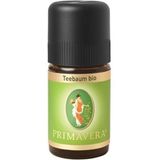 Primavera Teebaum bio