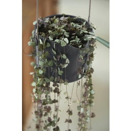 elho Hängetopf 18cm b.for swing - anthrazit